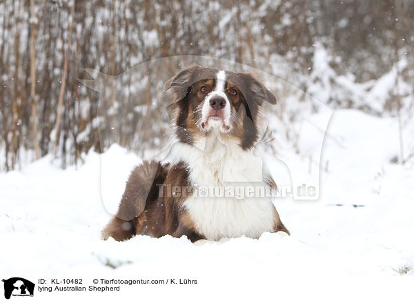 liegender Australian Shepherd / lying Australian Shepherd / KL-10482