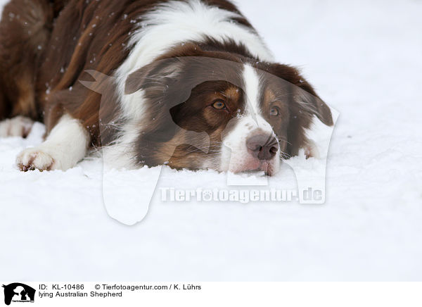liegender Australian Shepherd / lying Australian Shepherd / KL-10486