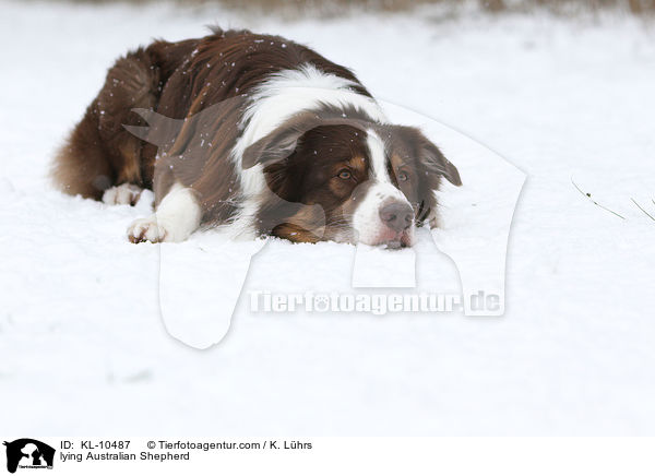 liegender Australian Shepherd / lying Australian Shepherd / KL-10487