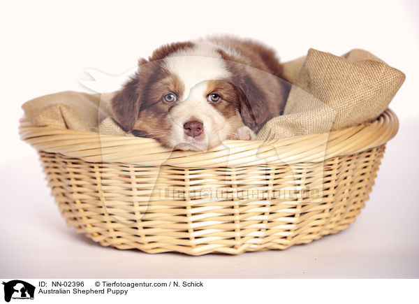 Australian Shepherd Welpe / Australian Shepherd Puppy / NN-02396