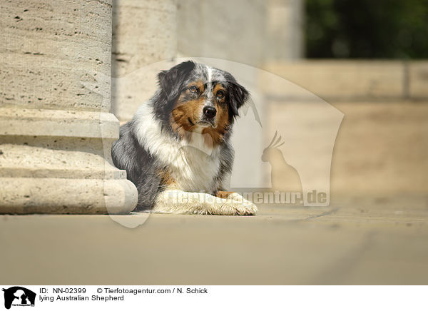 liegender Australian Shepherd / lying Australian Shepherd / NN-02399
