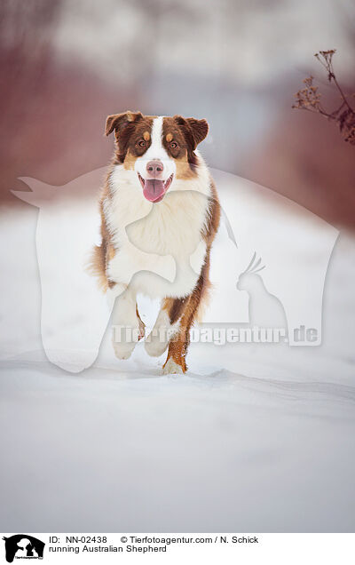 running Australian Shepherd / NN-02438