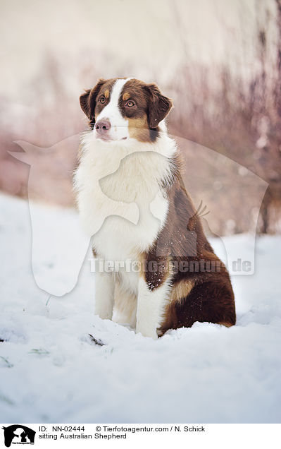 sitzender Australian Shepherd / sitting Australian Shepherd / NN-02444