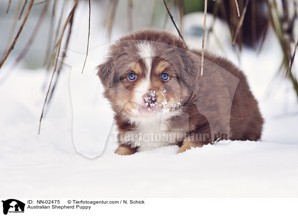 Australian Shepherd Welpe / Australian Shepherd Puppy / NN-02475