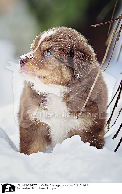 Australian Shepherd Welpe / Australian Shepherd Puppy / NN-02477
