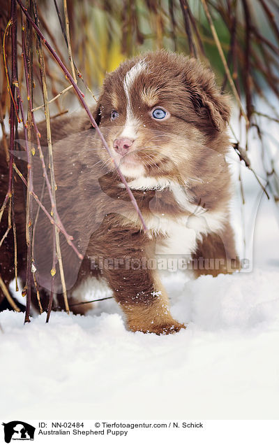 Australian Shepherd Welpe / Australian Shepherd Puppy / NN-02484