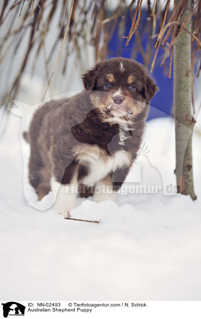 Australian Shepherd Welpe / Australian Shepherd Puppy / NN-02493