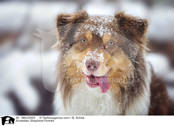 Australian Shepherd Portrait / Australian Shepherd Portrait / NN-02505