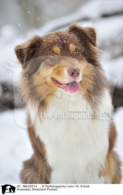 Australian Shepherd Portrait / Australian Shepherd Portrait / NN-02514