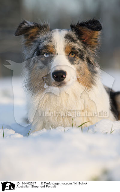 Australian Shepherd Portrait / Australian Shepherd Portrait / NN-02517