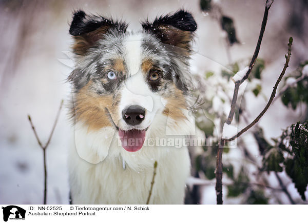 Australian Shepherd Portrait / Australian Shepherd Portrait / NN-02525
