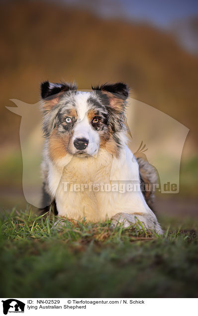 liegender Australian Shepherd / lying Australian Shepherd / NN-02529