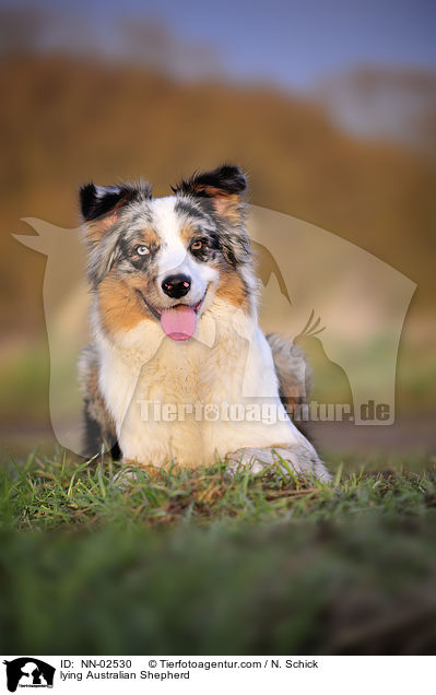liegender Australian Shepherd / lying Australian Shepherd / NN-02530