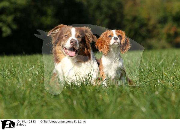 2 dogs / KL-10833