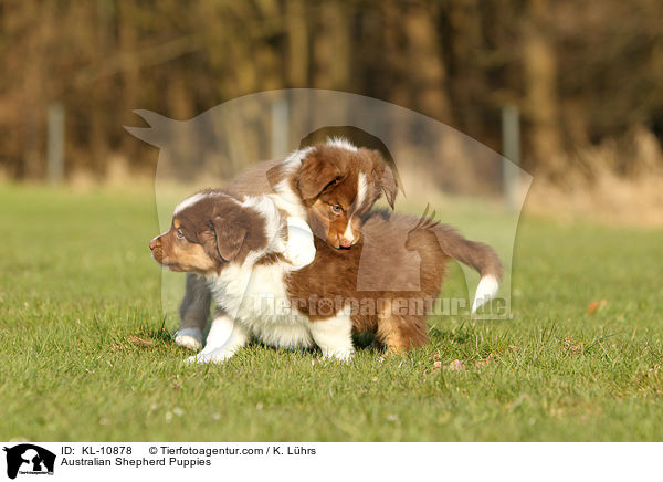 Australian Shepherd Puppies / KL-10878