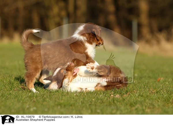 Australian Shepherd Puppies / KL-10879