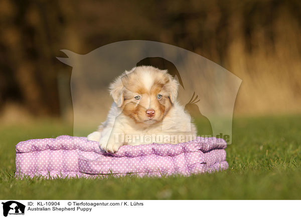 Australian Shepherd Welpe / Australian Shepherd Puppy / KL-10904