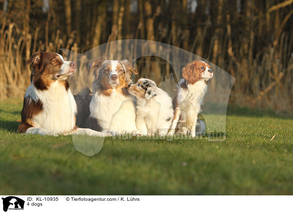 4 dogs / KL-10935