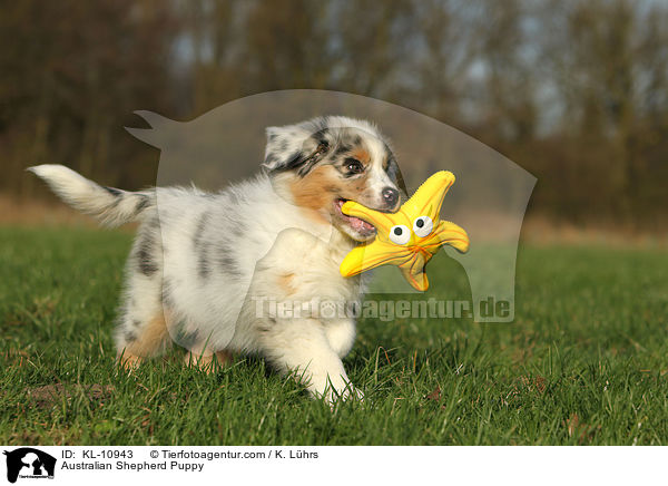 Australian Shepherd Welpe / Australian Shepherd Puppy / KL-10943