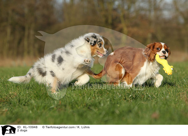 2 dogs / KL-10948
