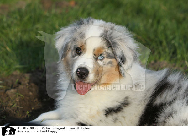Australian Shepherd Welpe / Australian Shepherd Puppy / KL-10955