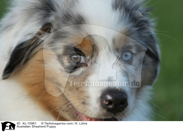 Australian Shepherd Welpe / Australian Shepherd Puppy / KL-10961