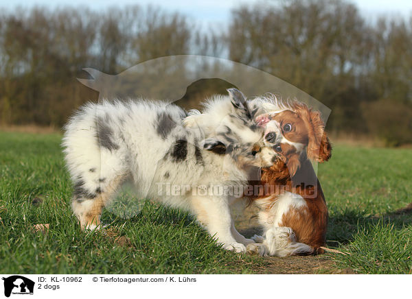 2 dogs / KL-10962