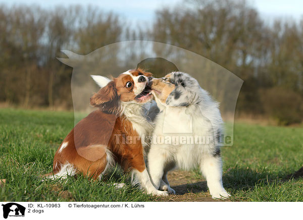 2 dogs / KL-10963