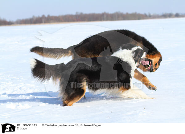 2 Hunde / 2 dogs / SS-31612