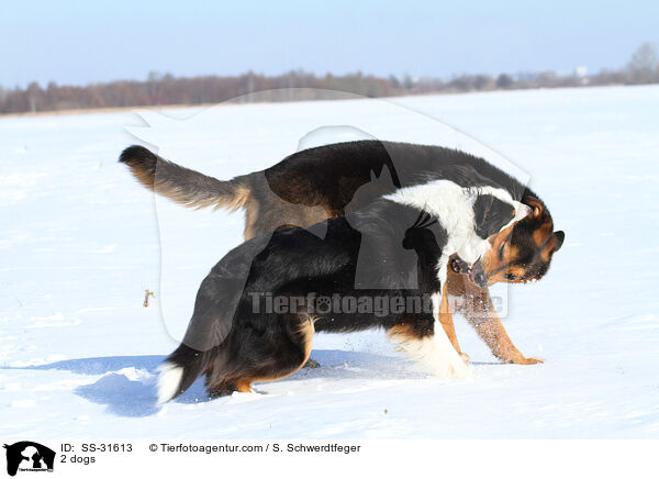 2 Hunde / 2 dogs / SS-31613