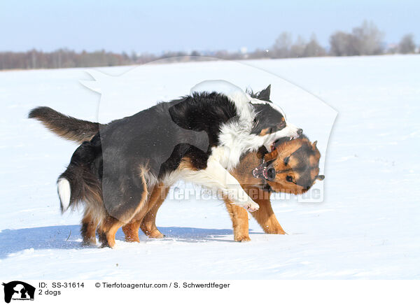 2 Hunde / 2 dogs / SS-31614