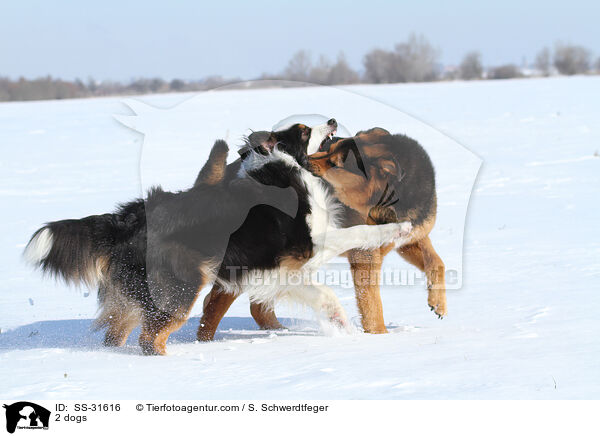 2 dogs / SS-31616