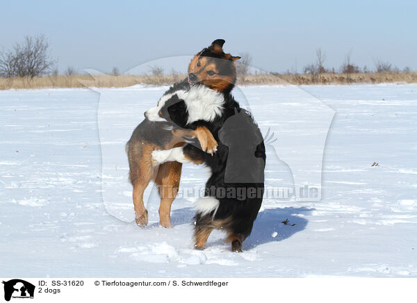 2 dogs / SS-31620