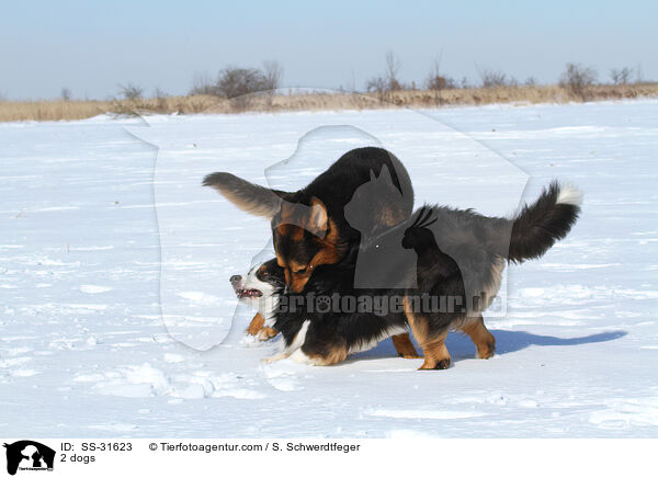 2 Hunde / 2 dogs / SS-31623