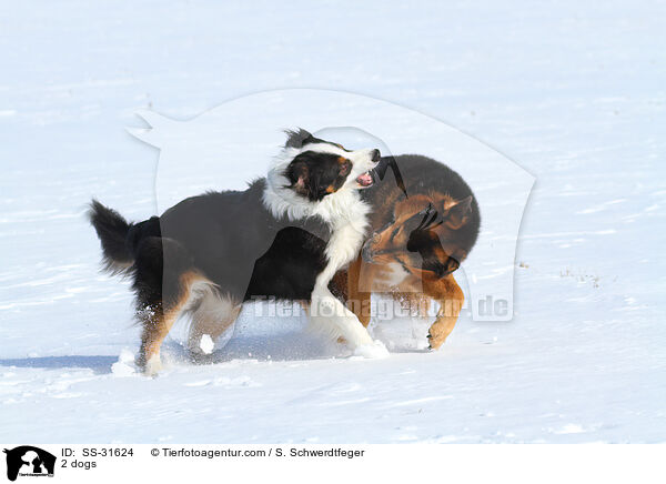 2 Hunde / 2 dogs / SS-31624
