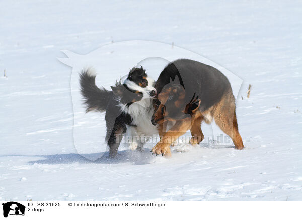 2 dogs / SS-31625