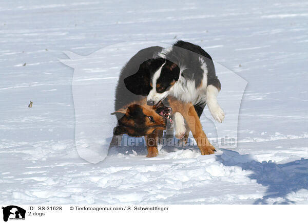 2 Hunde / 2 dogs / SS-31628