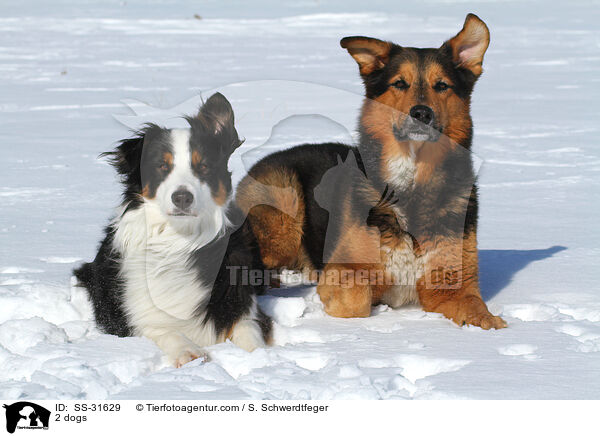 2 Hunde / 2 dogs / SS-31629