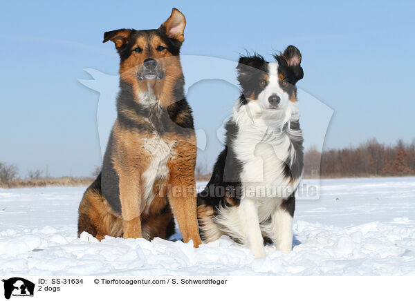 2 Hunde / 2 dogs / SS-31634