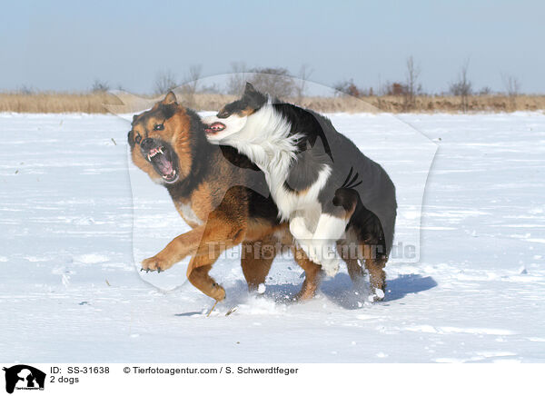 2 Hunde / 2 dogs / SS-31638