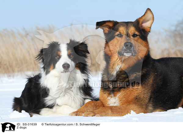 2 Hunde / 2 dogs / SS-31639