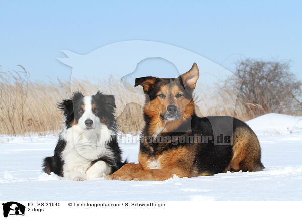 2 Hunde / 2 dogs / SS-31640