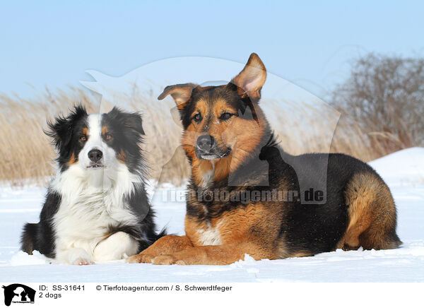 2 Hunde / 2 dogs / SS-31641