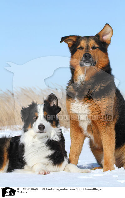 2 Hunde / 2 dogs / SS-31646