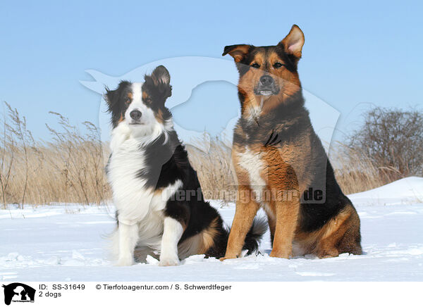 2 Hunde / 2 dogs / SS-31649
