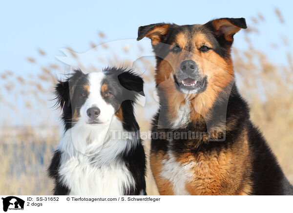 2 Hunde / 2 dogs / SS-31652