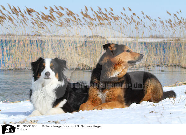 2 Hunde / 2 dogs / SS-31653