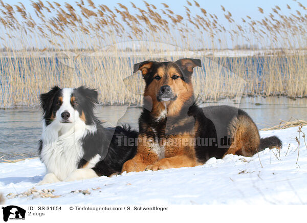 2 Hunde / 2 dogs / SS-31654