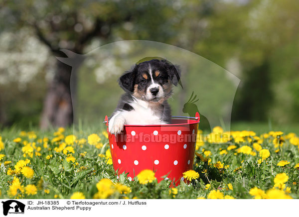 Australian Shepherd Puppy / JH-18385
