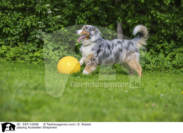 spielender Australian Shepherd / playing Australian Shepherd / SST-12066